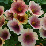 Petunia Prettytoonia Cappuccino